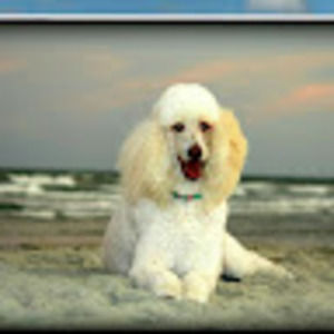 Meet your Posher, Paula